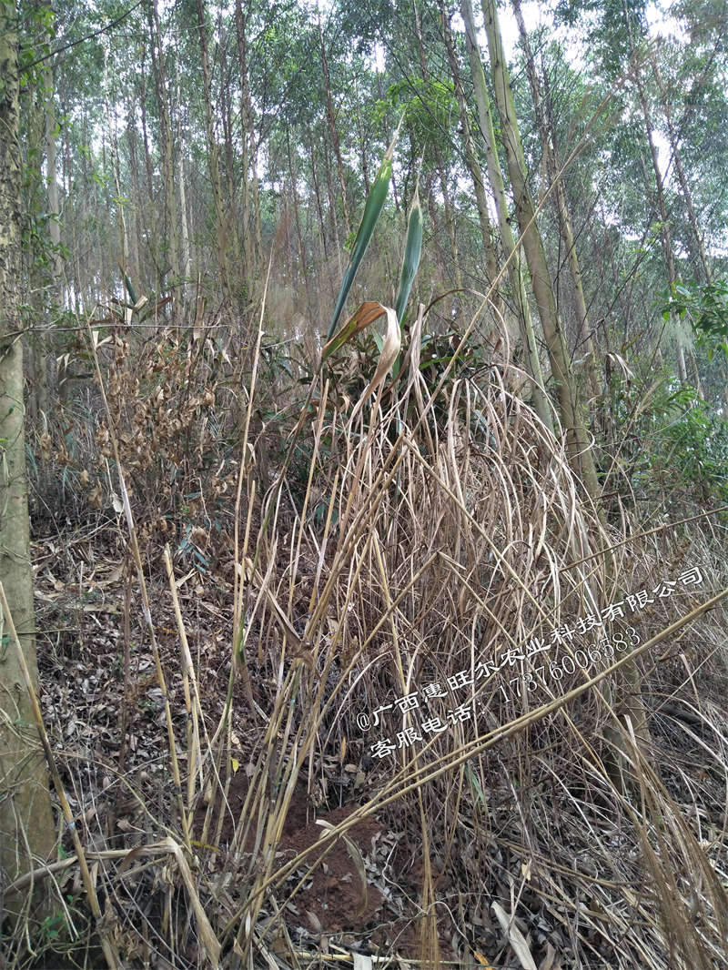 桉树林地怎么除草