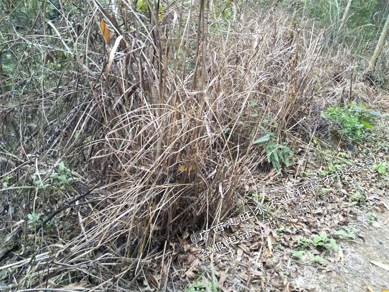 桉树林如何除草