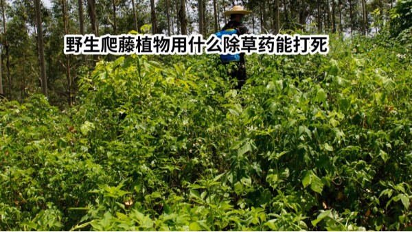 野生爬藤植物用什么除草药能打死