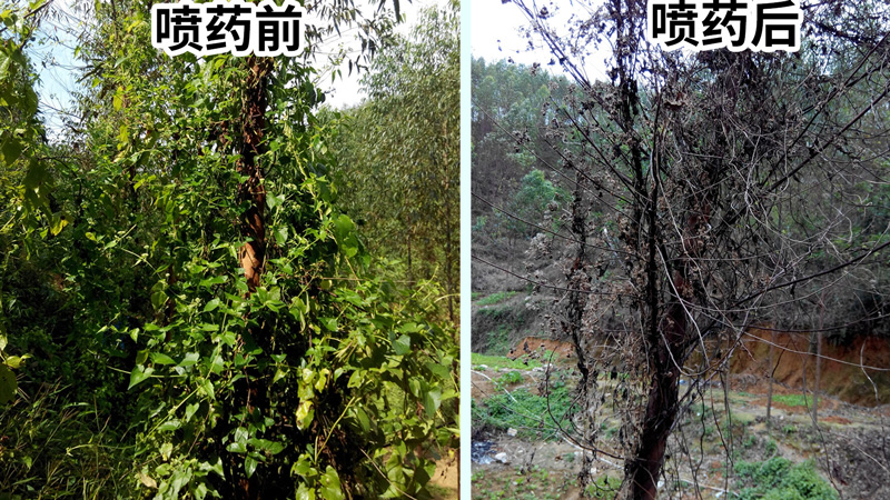 野生爬藤植物用什么除草药能打死2