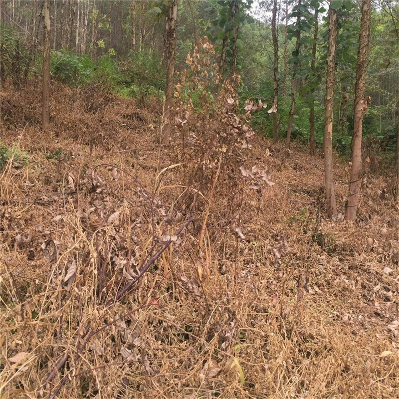 滴酸草甘膦使用效果