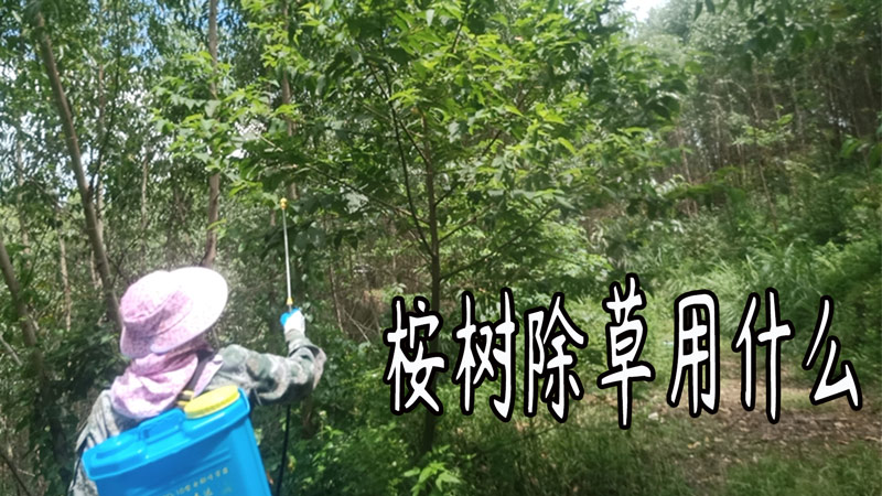 广西桉树除草用什么除草剂