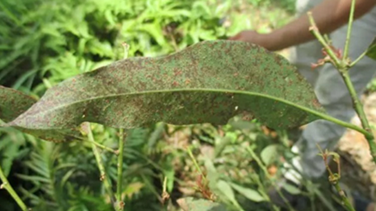 惠旺尔富利桉厂家带你了解桉树枝枯病和红叶枯梢病的防治