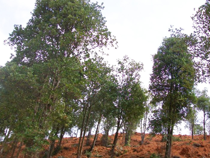 广西国有有派阳山林场草乙疏除草剂应用案例