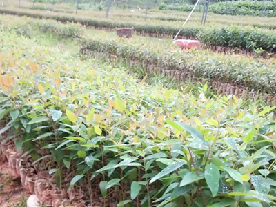 南宁三塘镇林苗木场惠植桉树肥应用案例