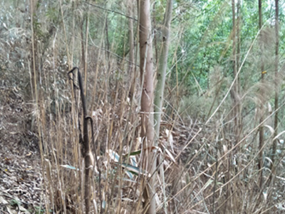 南宁市那马林地使用草乙疏除草剂应用案例