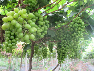 广西梧州市某葡萄种植户惠植复合肥应用案例