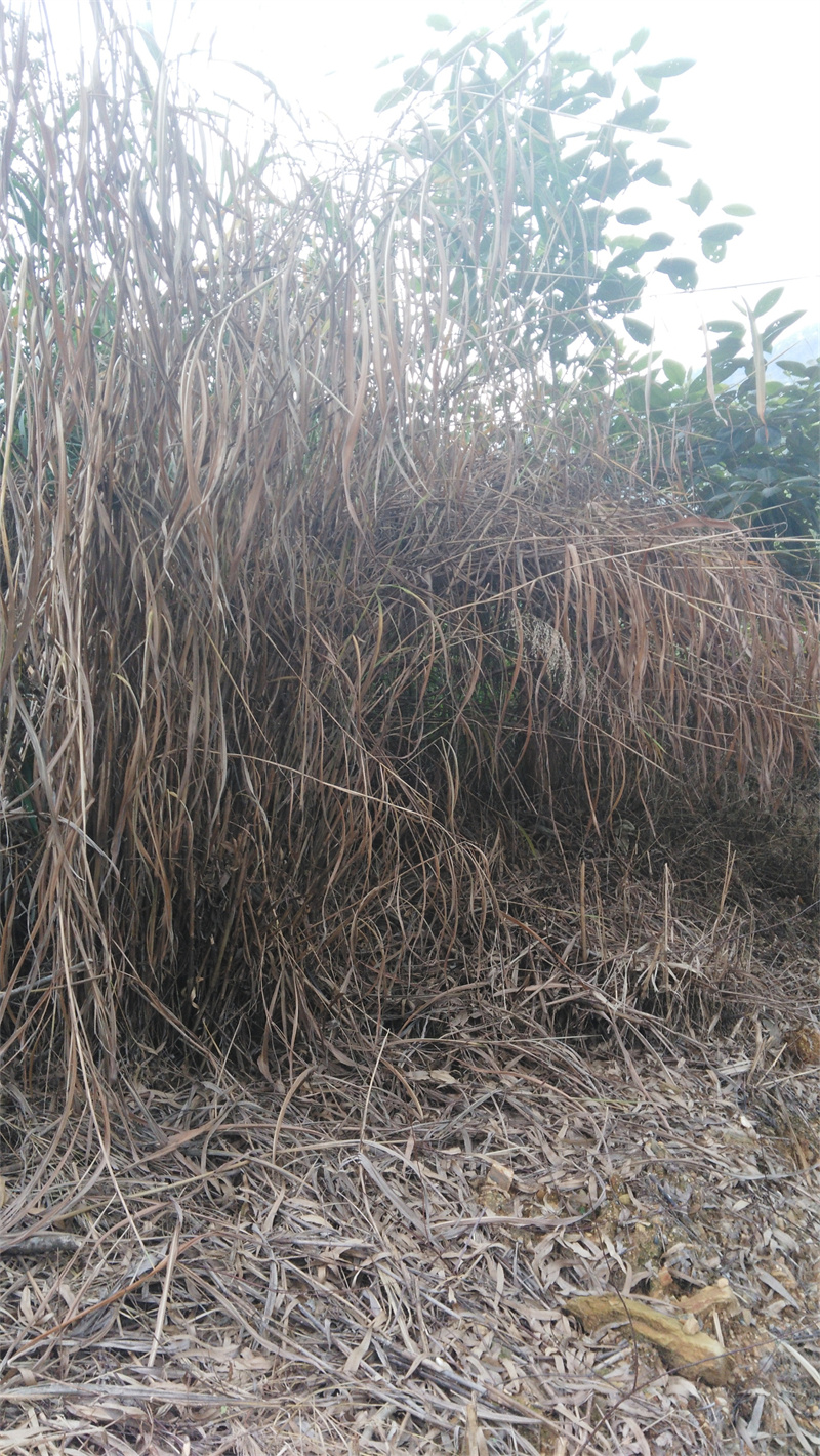 广西国有雅长林场使用草乙疏除草剂250g兑水15kg26天效果