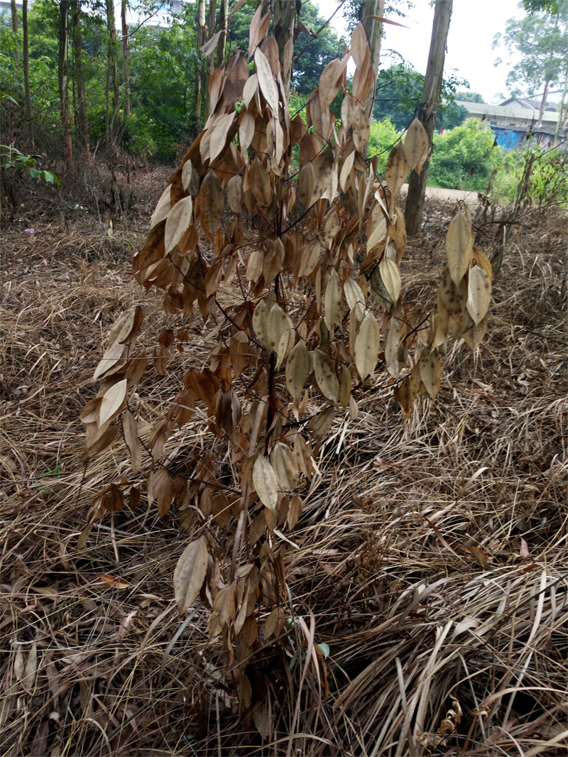 广西国有雅长林场使用草乙疏除草剂250g兑水15kg26天效果2