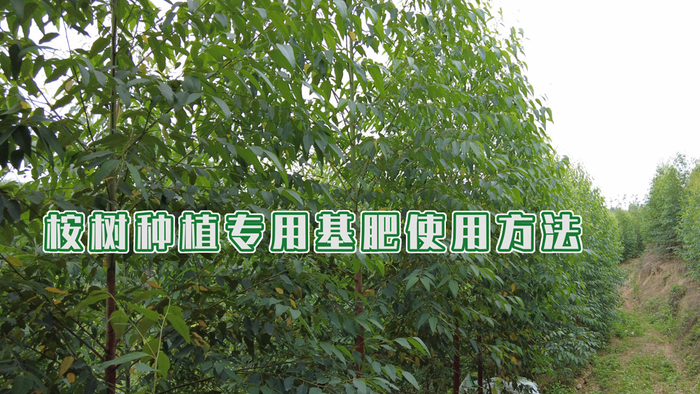 桉树种植专用基肥使用方法