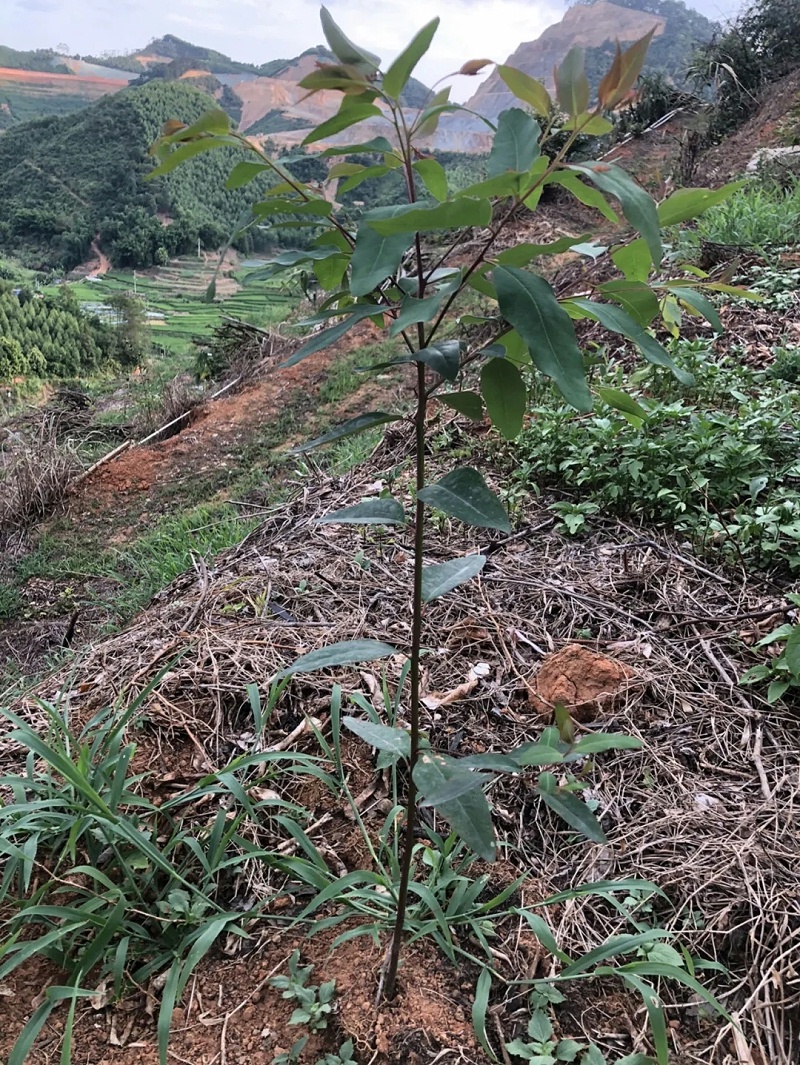 桉树种植专用基肥