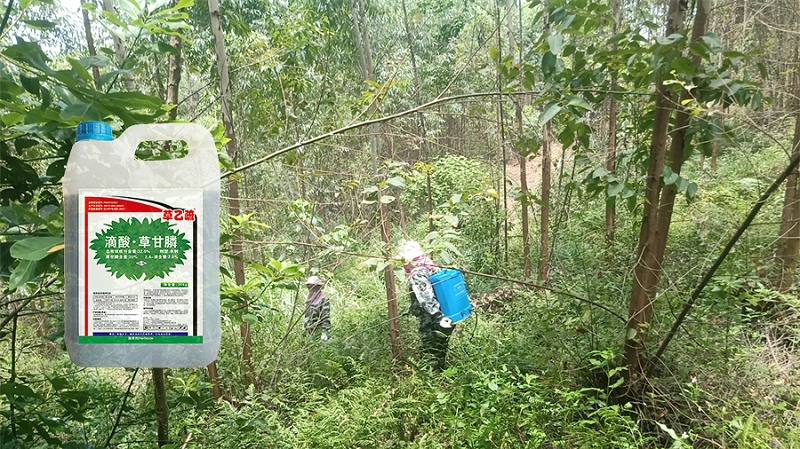 桉树林专用除草剂