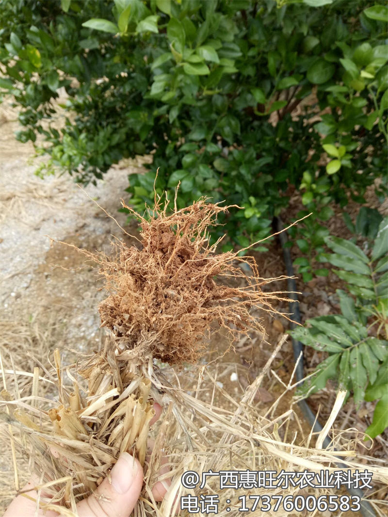 惠旺尔牌除草剂除草效果