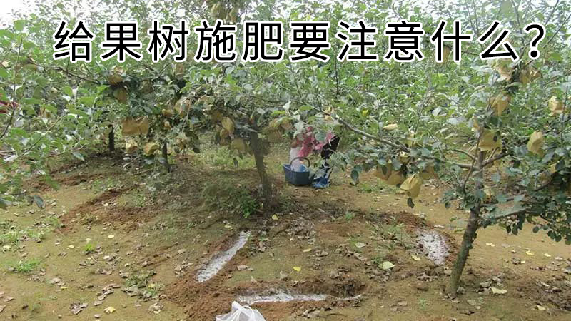惠旺尔果树肥料