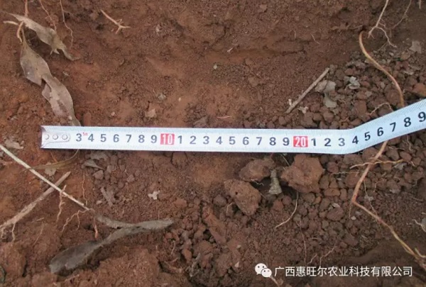 桉树基肥专用肥
