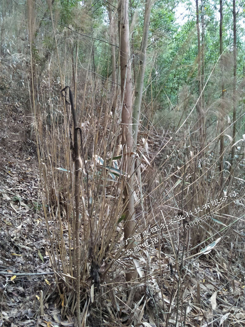 草乙疏除草剂效果2