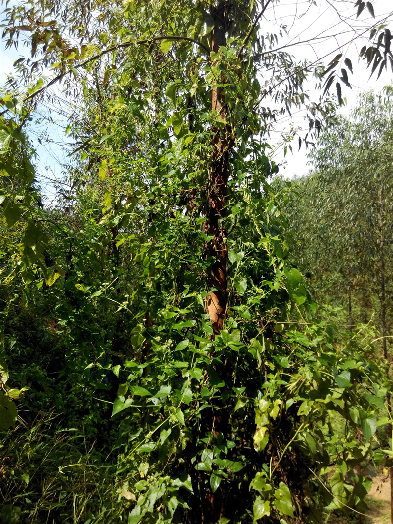 藤蔓杂草用什么除草剂