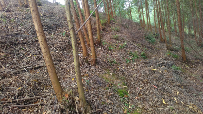 草甘膦除草剂打到树干上有影响吗