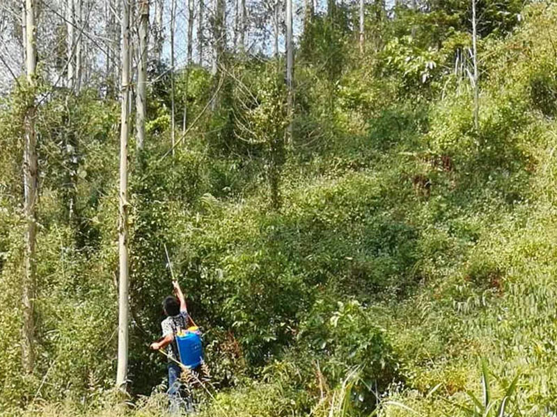 草甘膦除草剂可以打林地草吗？桉树林地专用除草剂是什么