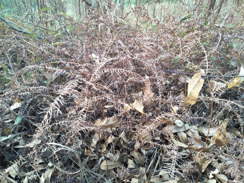 草甘膦除草剂可以打林地草吗