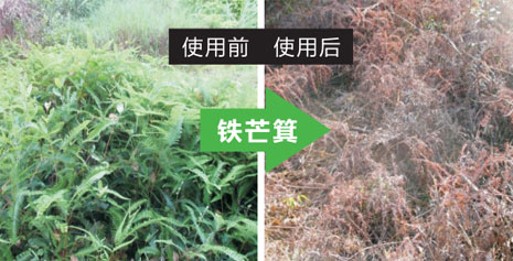 清木草甘膦除草剂效果