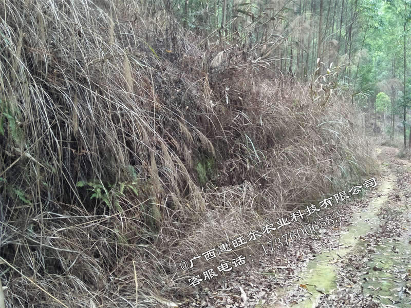 草乙疏除草剂效果