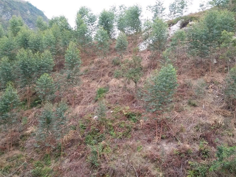 草甘膦除草剂效果
