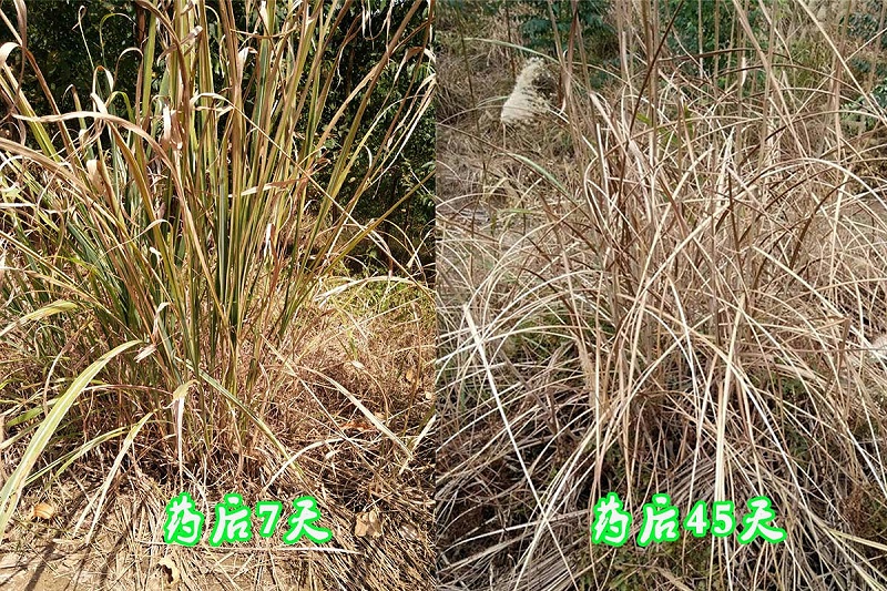 广西林地除草剂