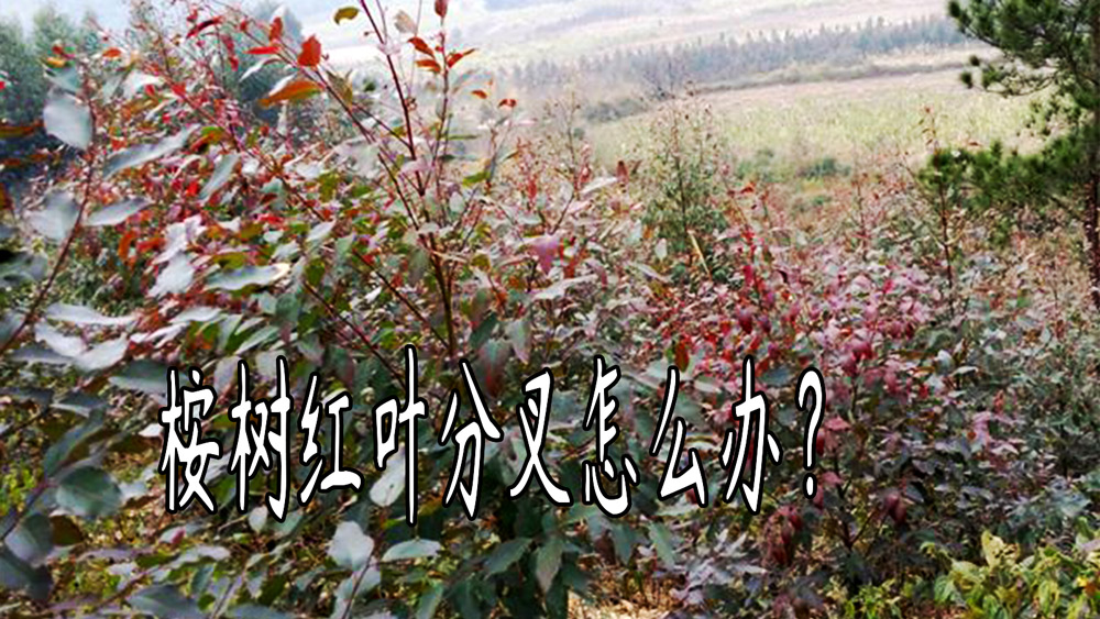 桉树出现红叶分叉怎么办 广西桉树肥料生产厂家