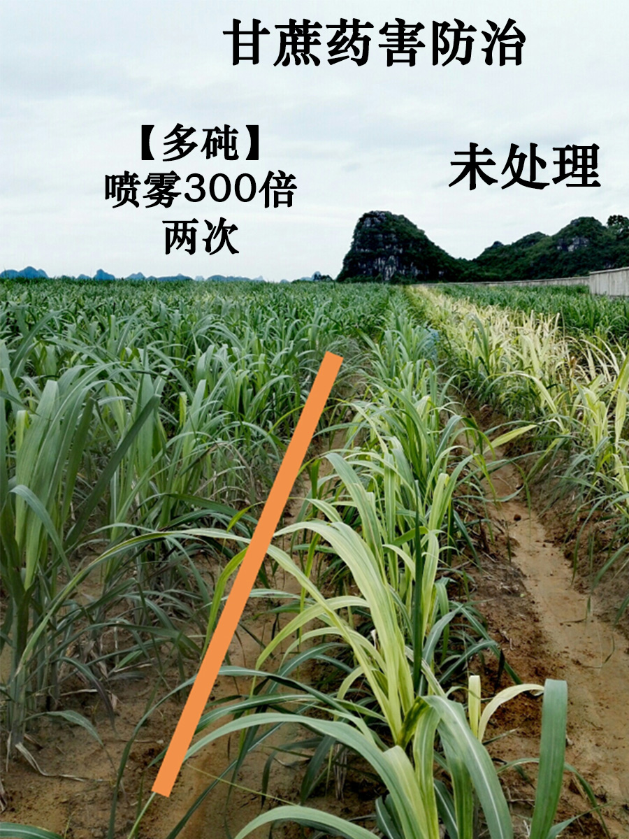 多砘水溶肥应用于防治甘蔗药害