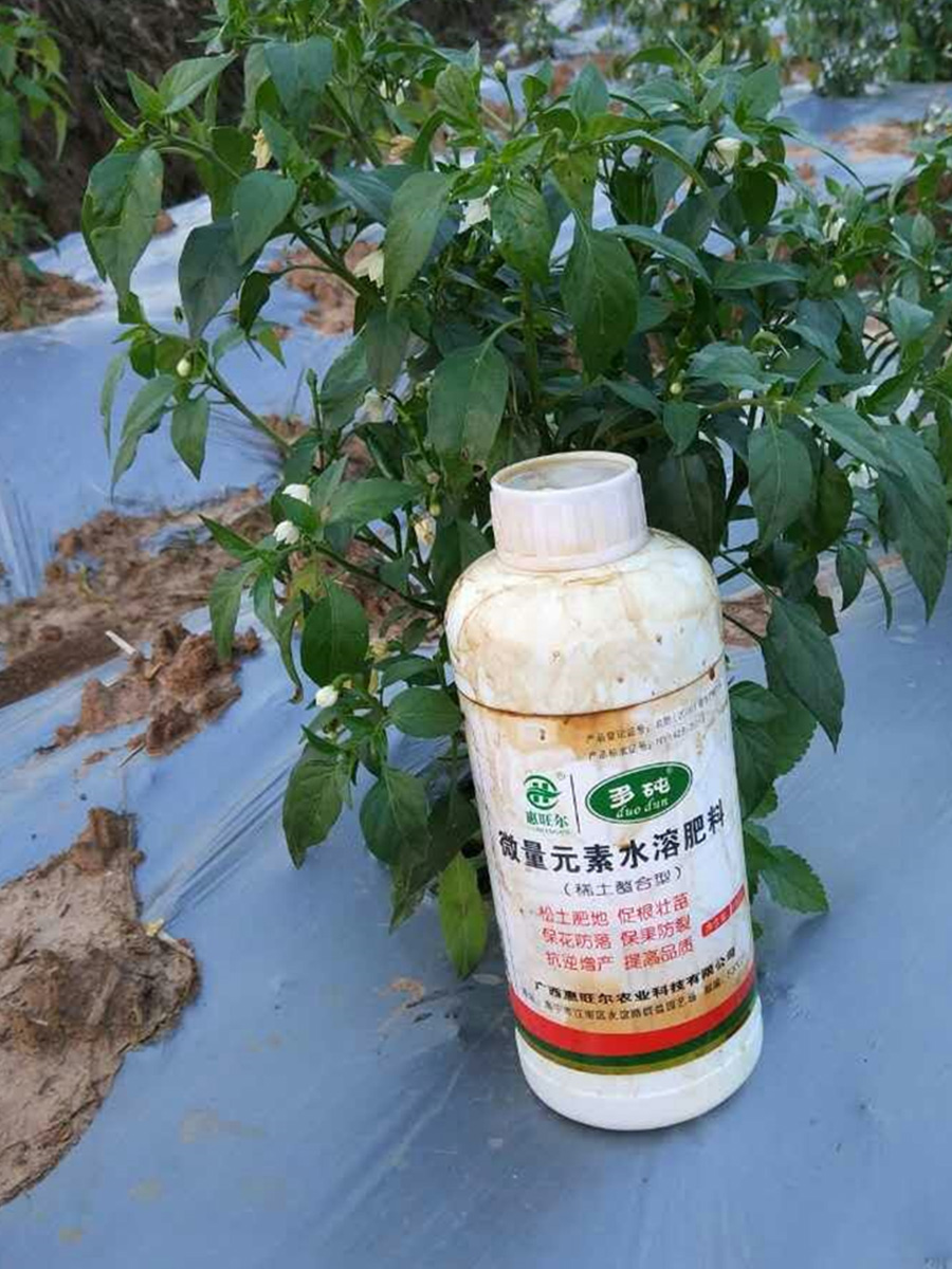 多砘水溶肥应用于辣椒