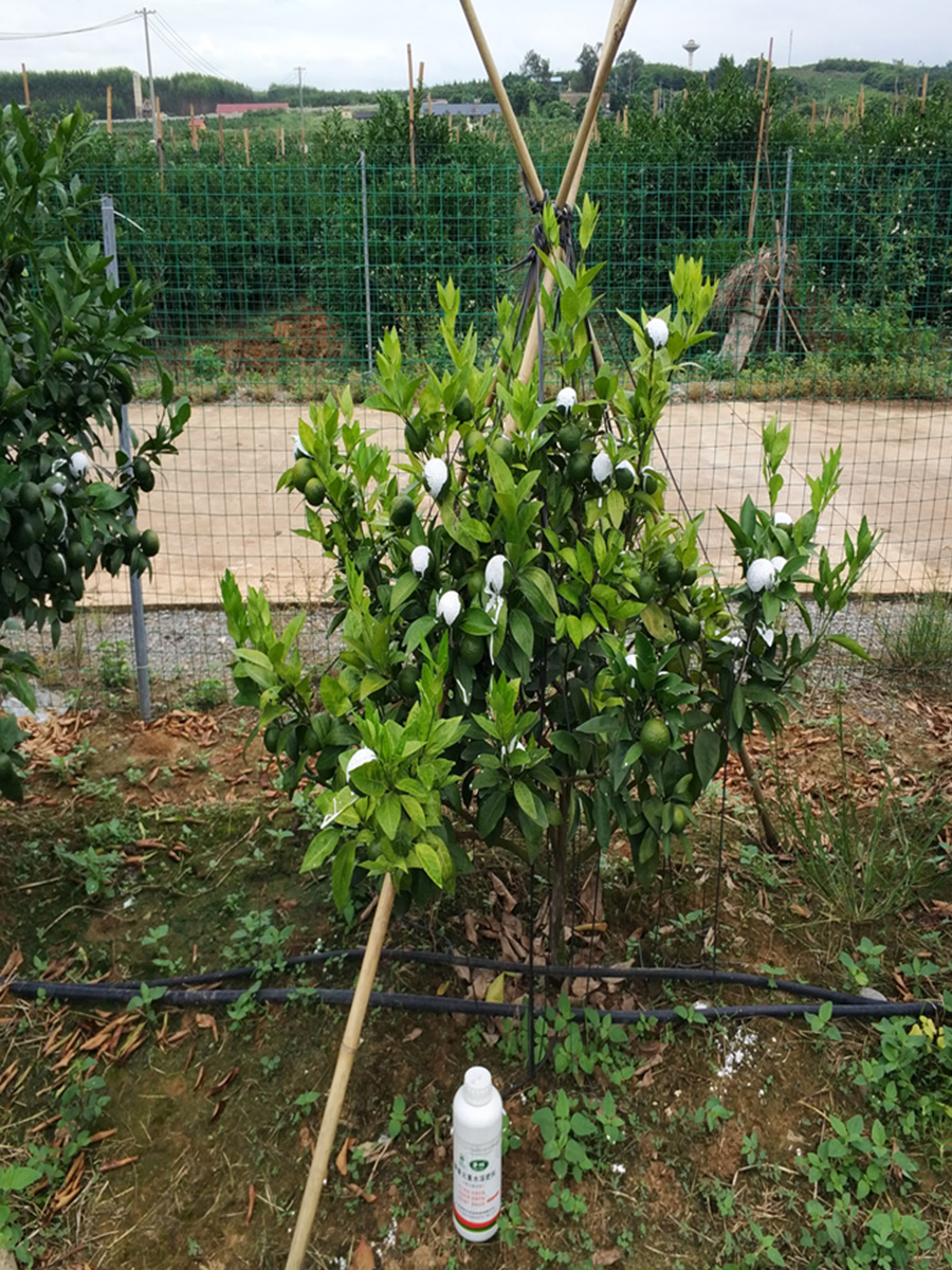 多砘水溶肥应用于沃柑