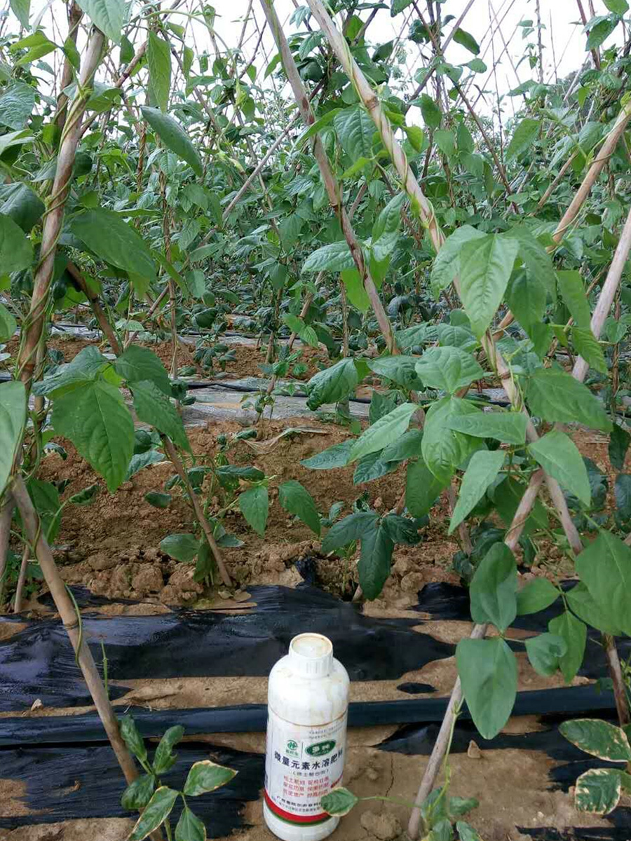 多砘水溶肥应用于豆角