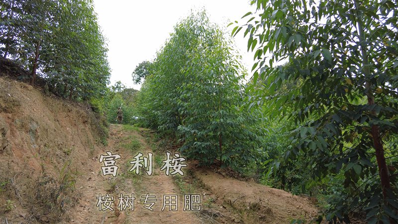 桉树用什么肥料最好