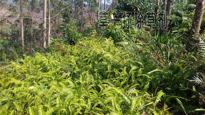 铁芒萁用草甘膦好还是用草铵膦好-铁芒萁除草剂