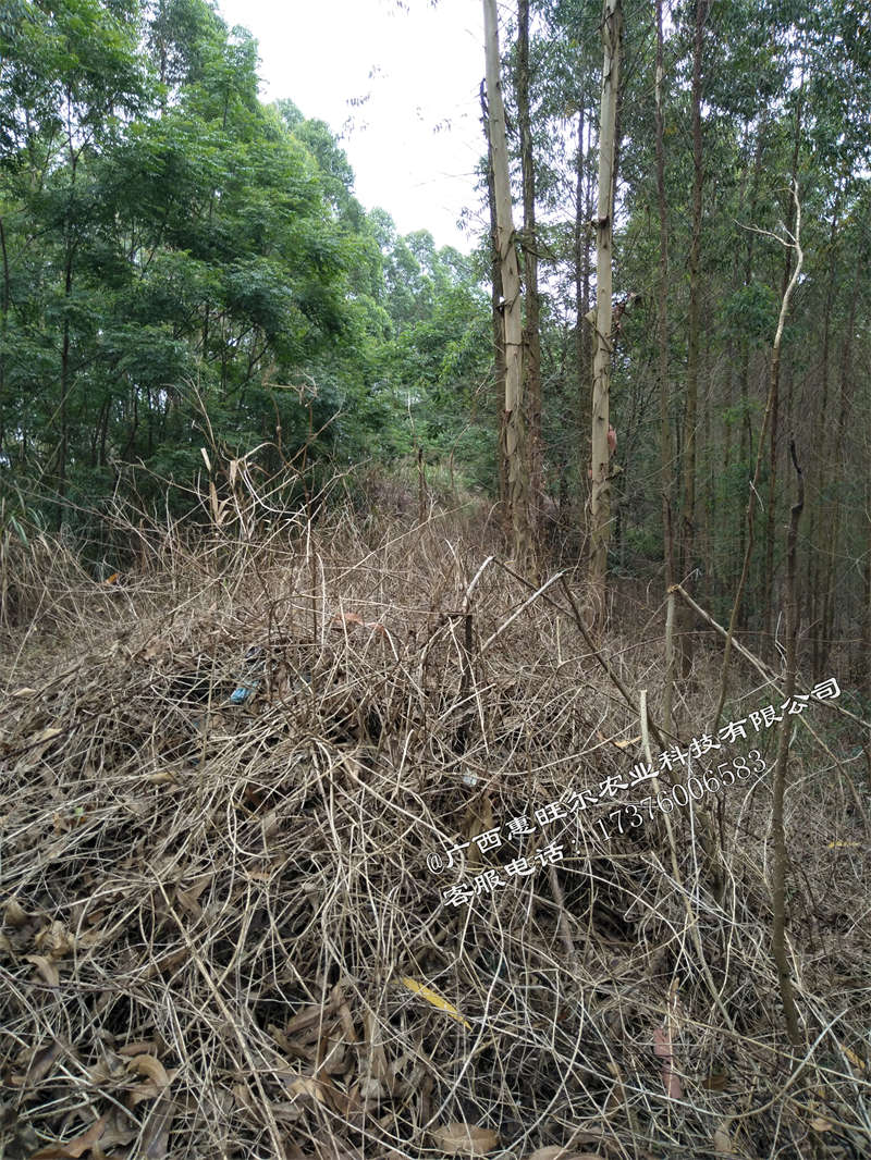 草甘膦除草剂的使用技巧