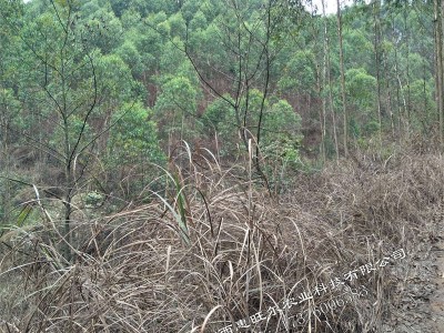 桉树林地使用什么除草剂