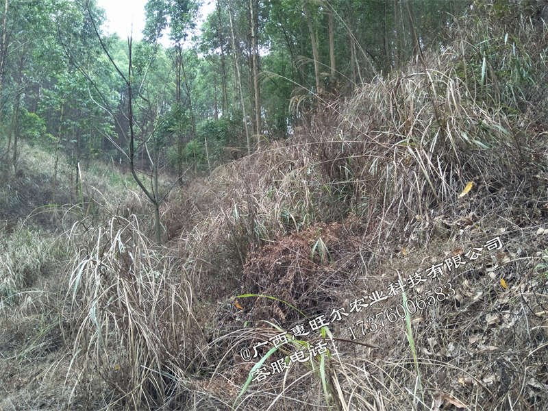 桉树林地使用什么除草 (1)
