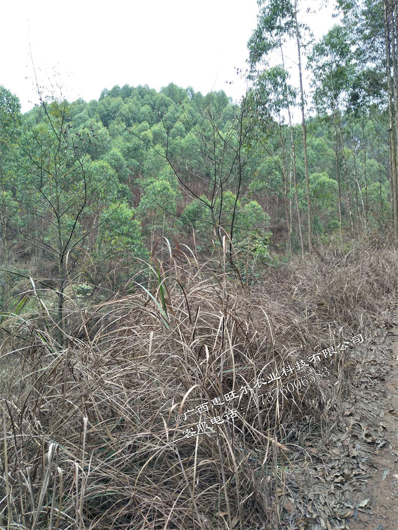 桉树林地使用什么除草 (2)