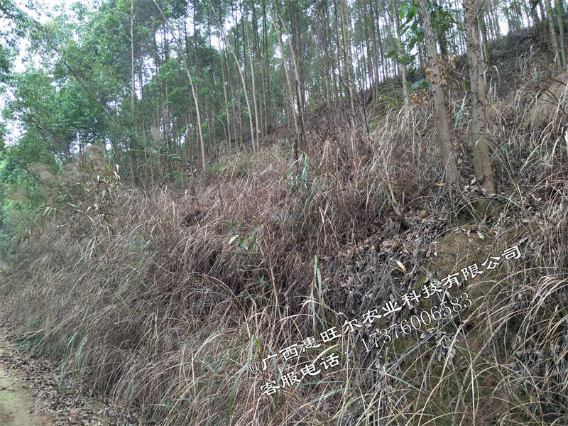 桉树林地使用什么除草 (4)