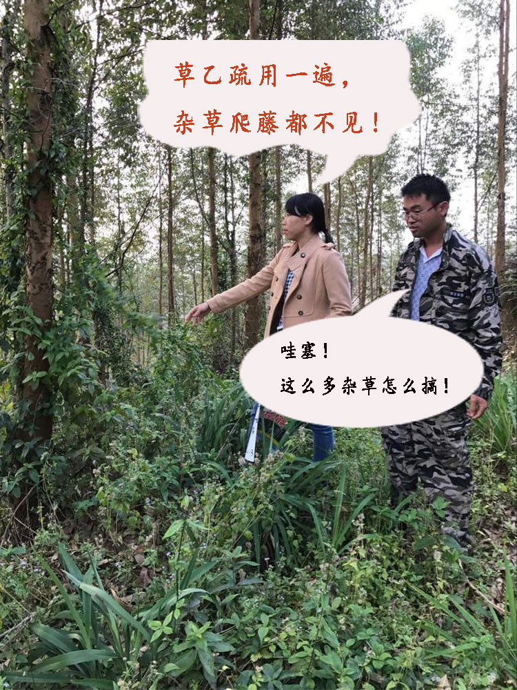 草甘膦除草剂多久见效