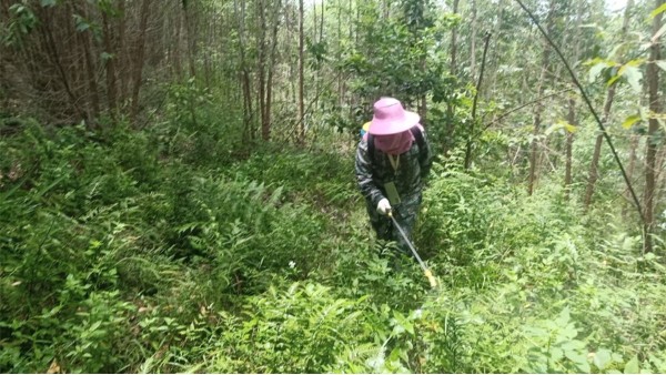 林地用哪种除草剂好