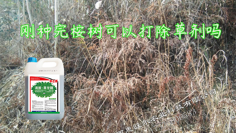 刚种完桉树可以打除草剂吗