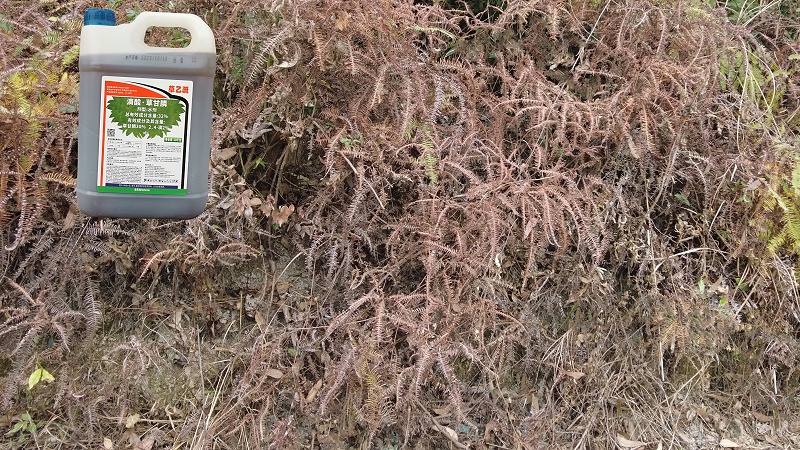桉树除草多久见效