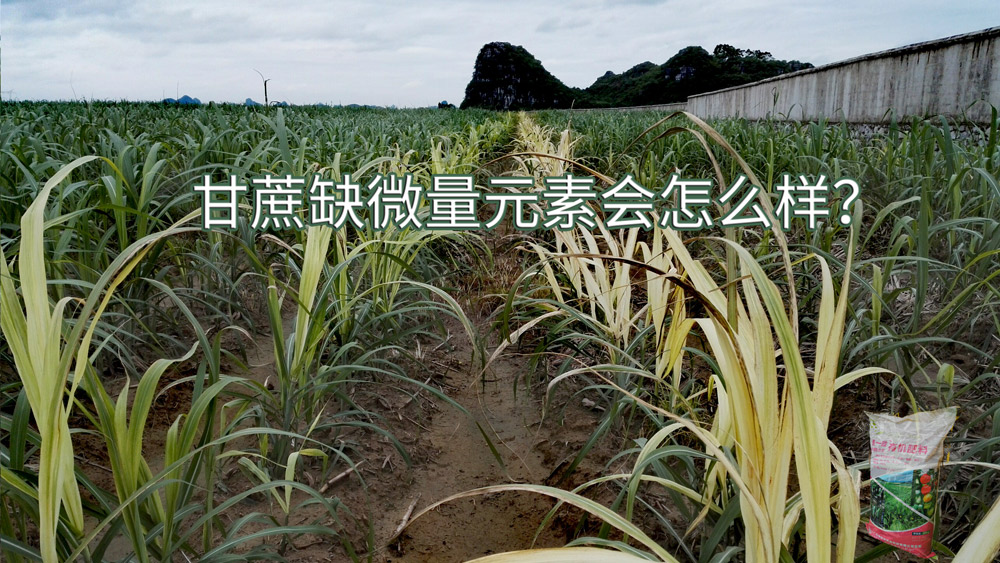 氮磷钾就够了吗？No！有机质与微量元素：不可或缺的“幕后功臣”