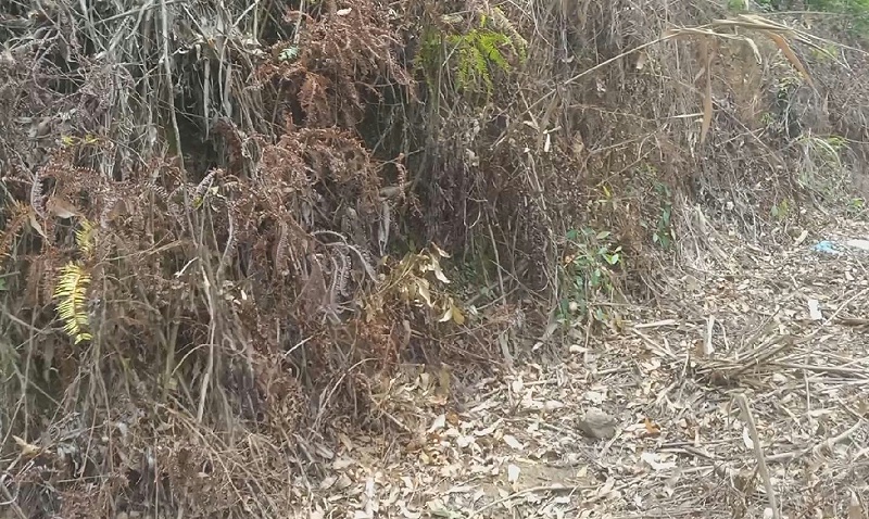 桉树林地除草剂