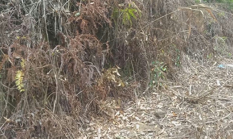 桉树林地除草剂