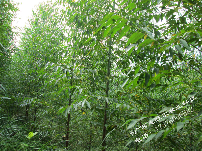 种桉树用什么肥