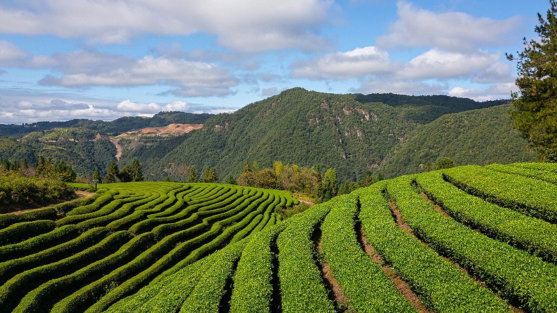 茶树病虫害防治