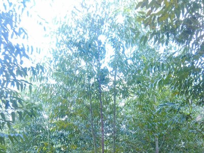 如何追肥桉树才能长得好-广西柳州桉树专用肥